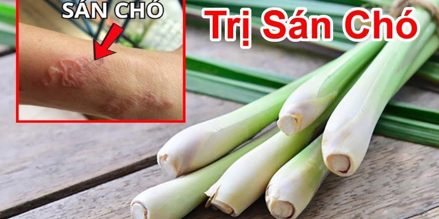 Cách Trị Bệnh Sán Chó Tại Nhà: Hướng Dẫn An Toàn và Khoa Học
